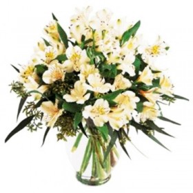 Flores Condolencias Florero 30 Astromelias Blancas